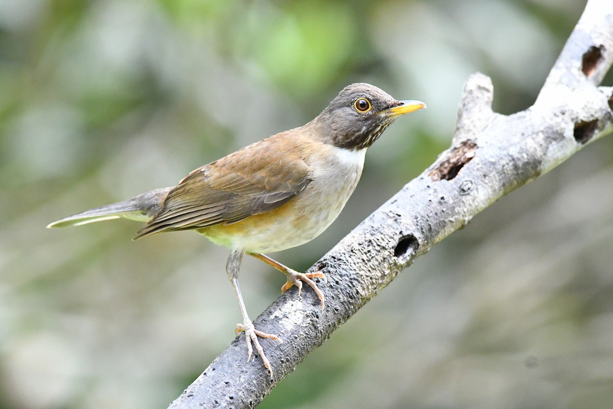 White-necked Thrush - ML645600663