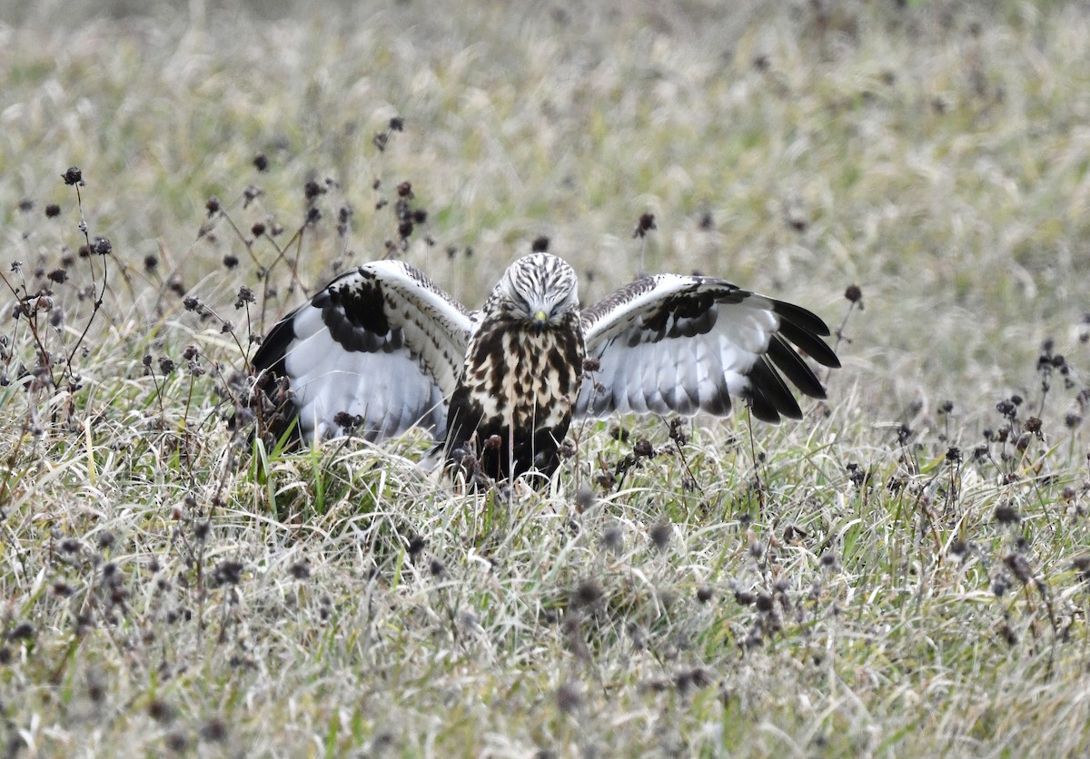 Rough-legged Hawk - ML645600664