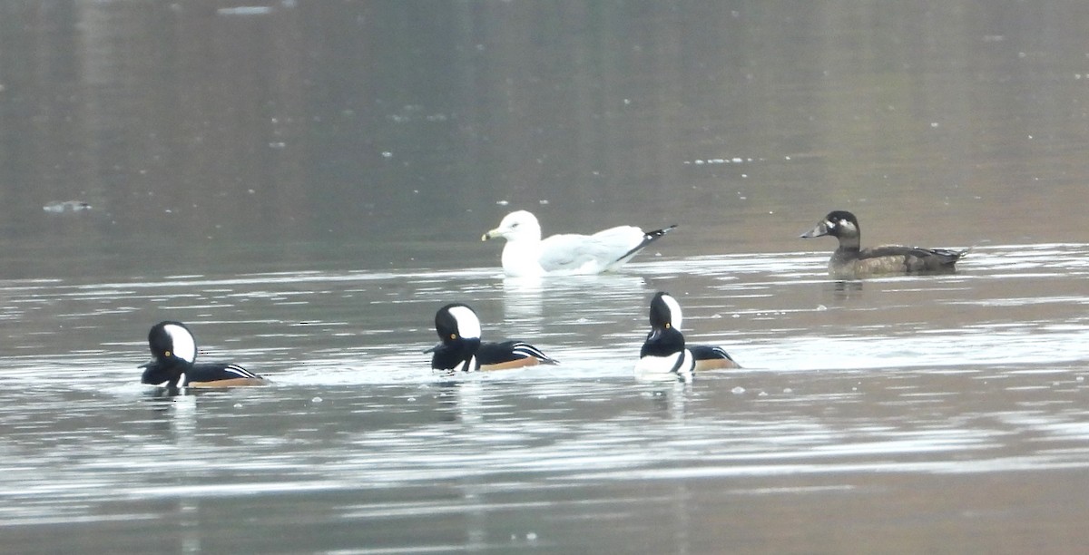 Surf Scoter - ML645600666