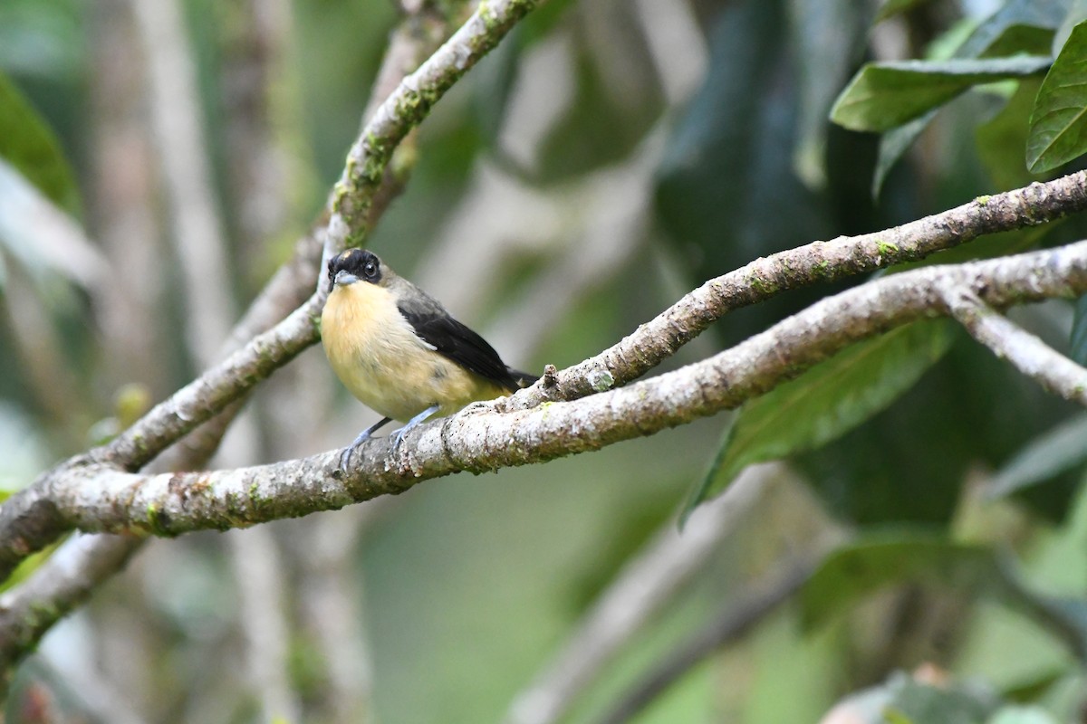 Black-goggled Tanager - ML645600669