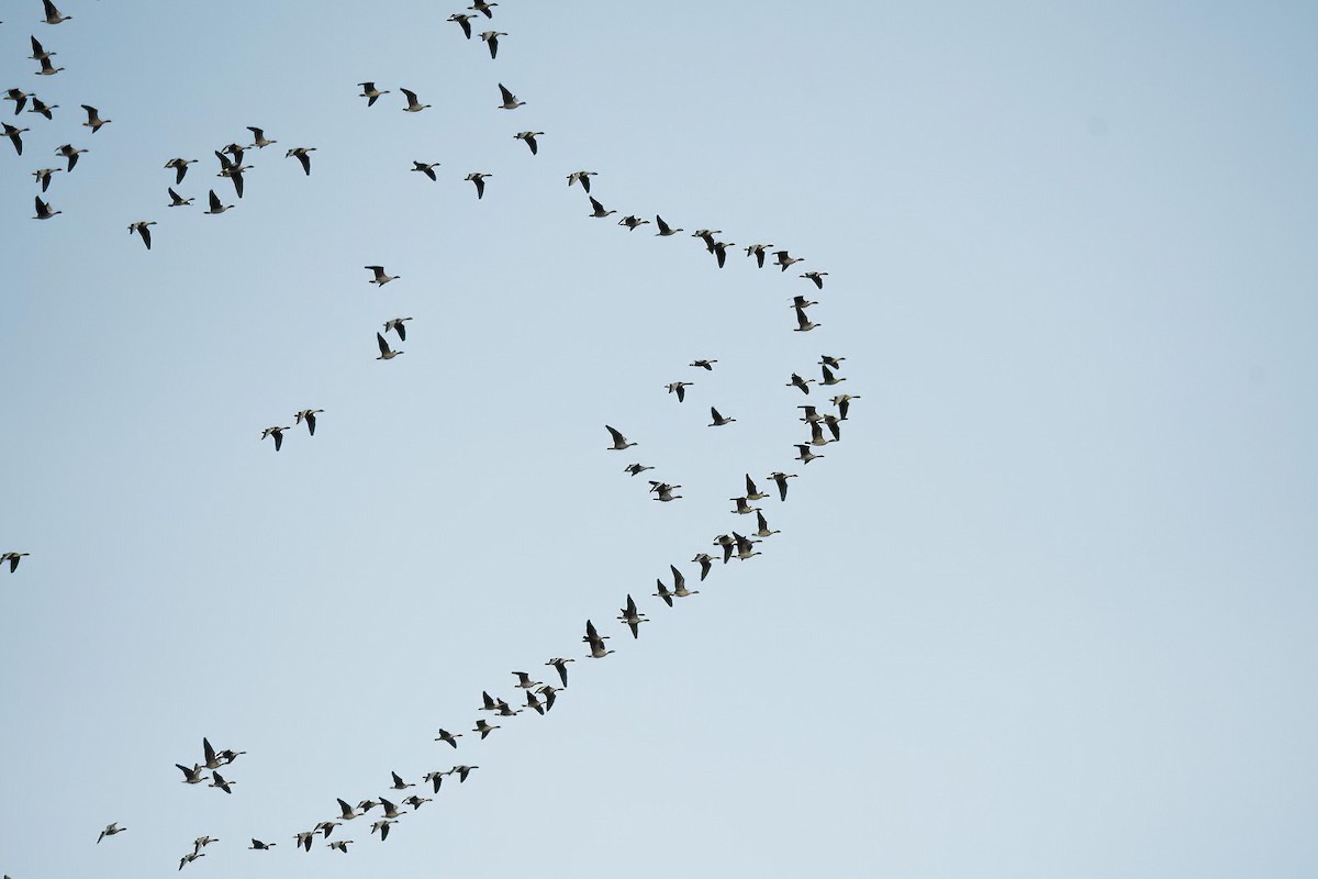 אווז קצר-מקור - ML645600678