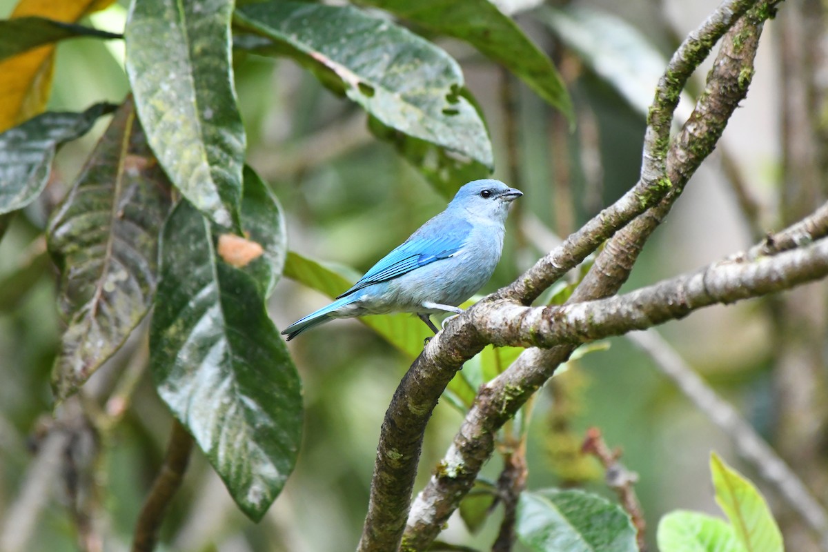 Azure-shouldered Tanager - ML645600679