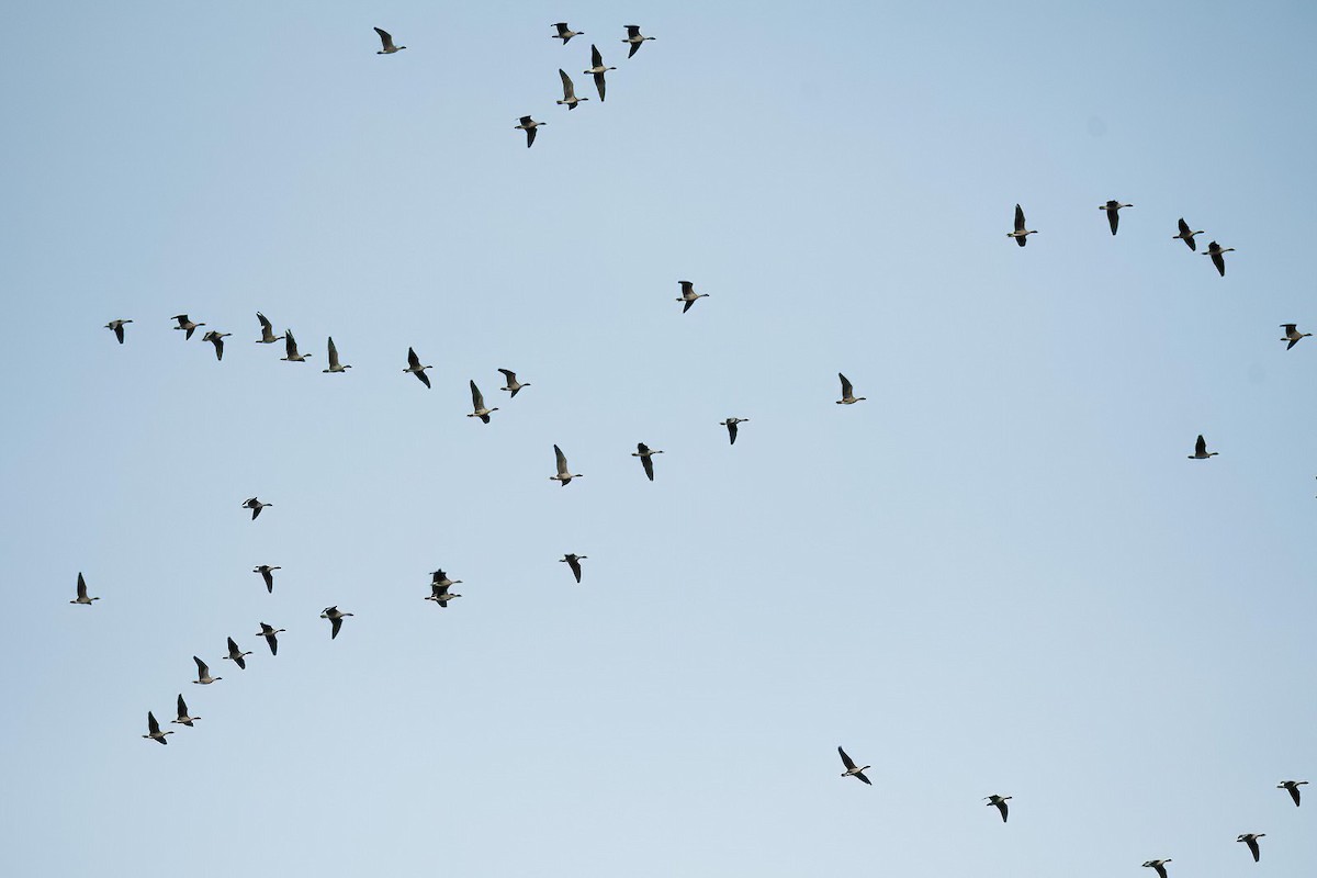 אווז קצר-מקור - ML645600680