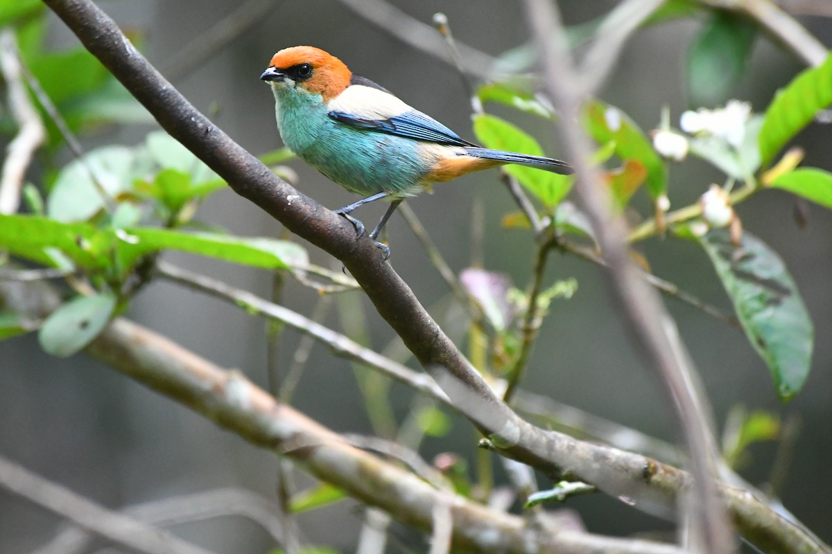 Black-backed Tanager - ML645600684