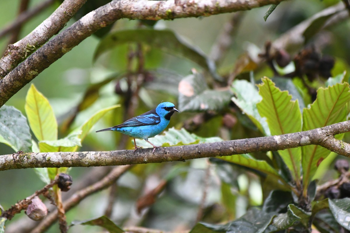 Blue Dacnis - ML645600691