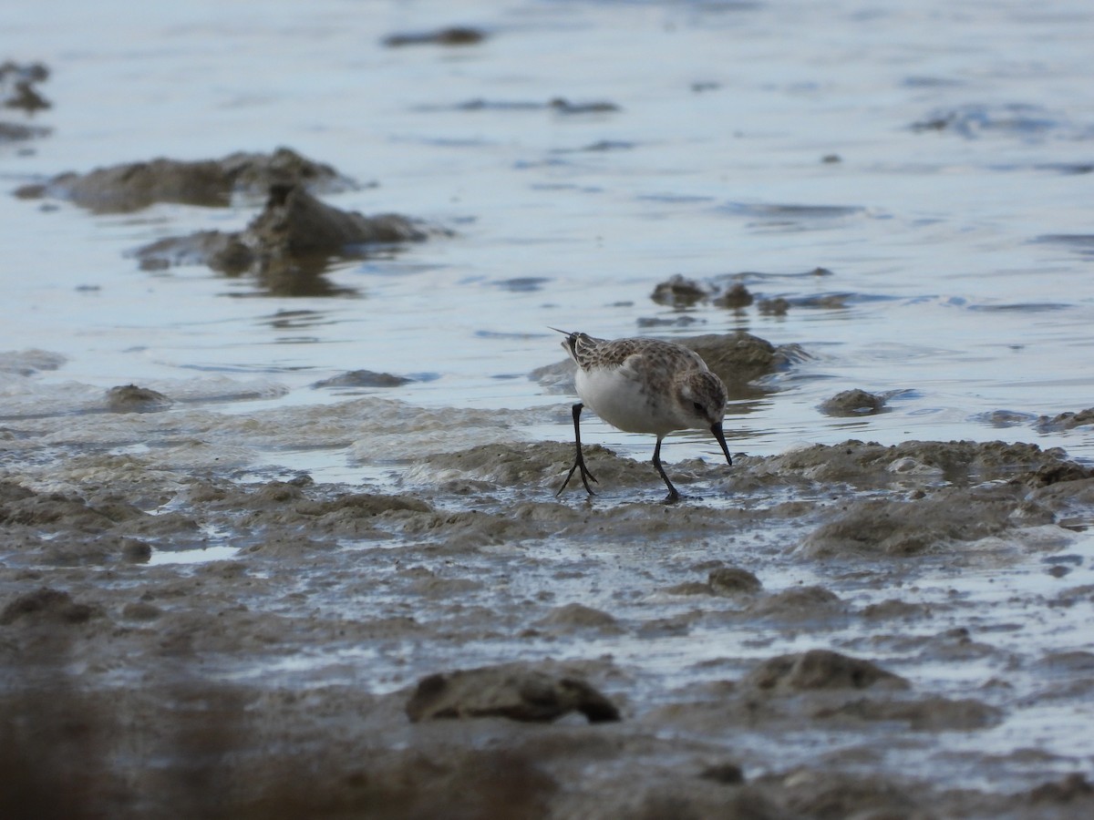 Txirri zuria - ML645600692