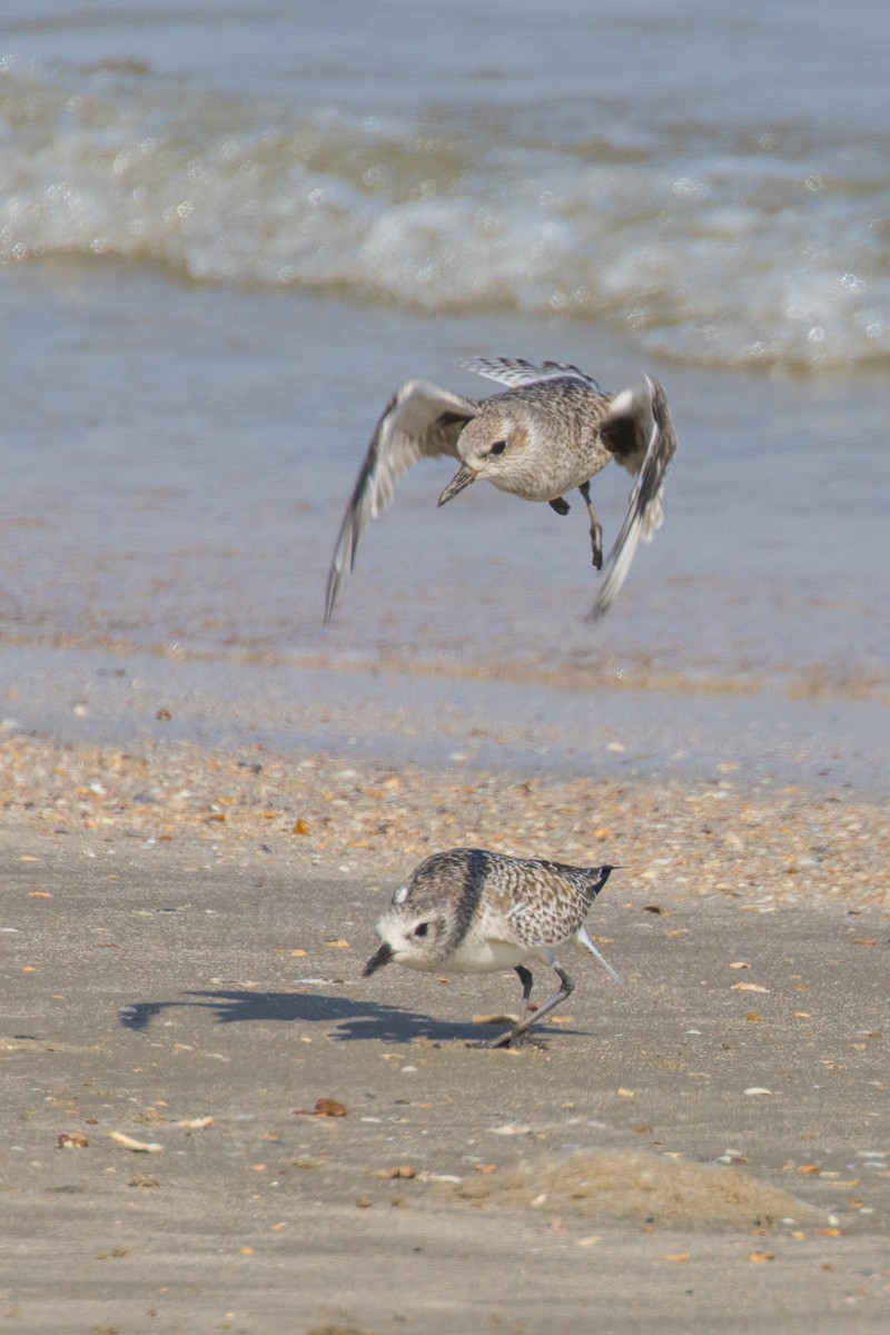 Black-bellied Plover - ML645600703