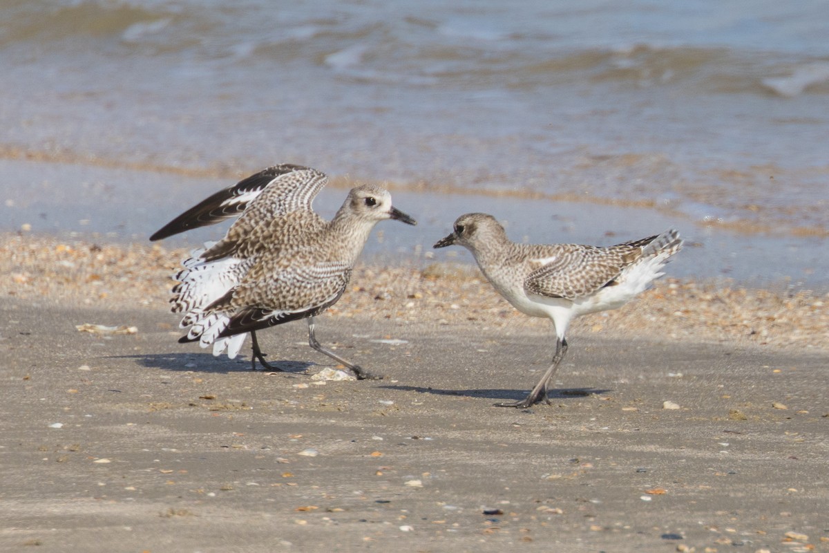 Black-bellied Plover - ML645600705