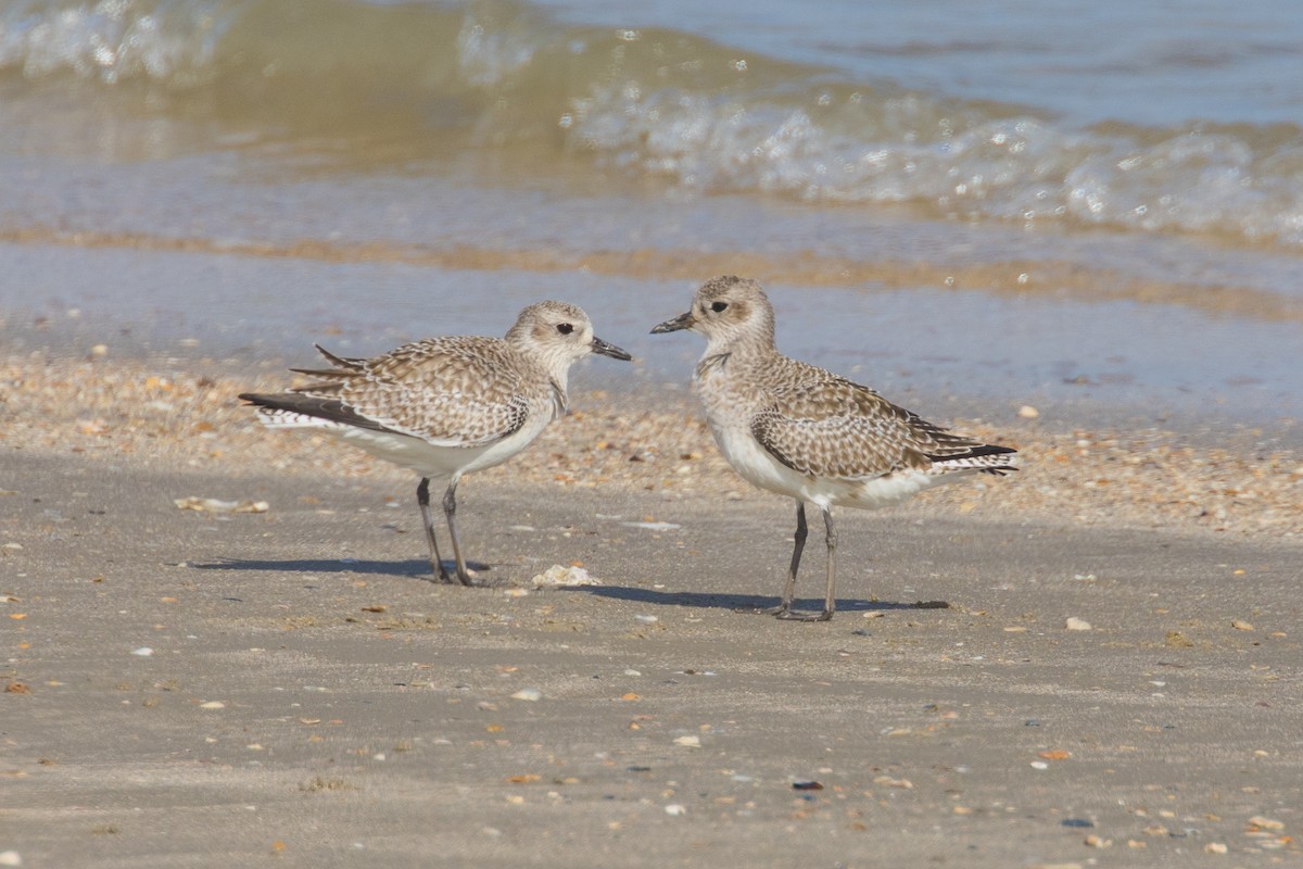 Black-bellied Plover - ML645600707