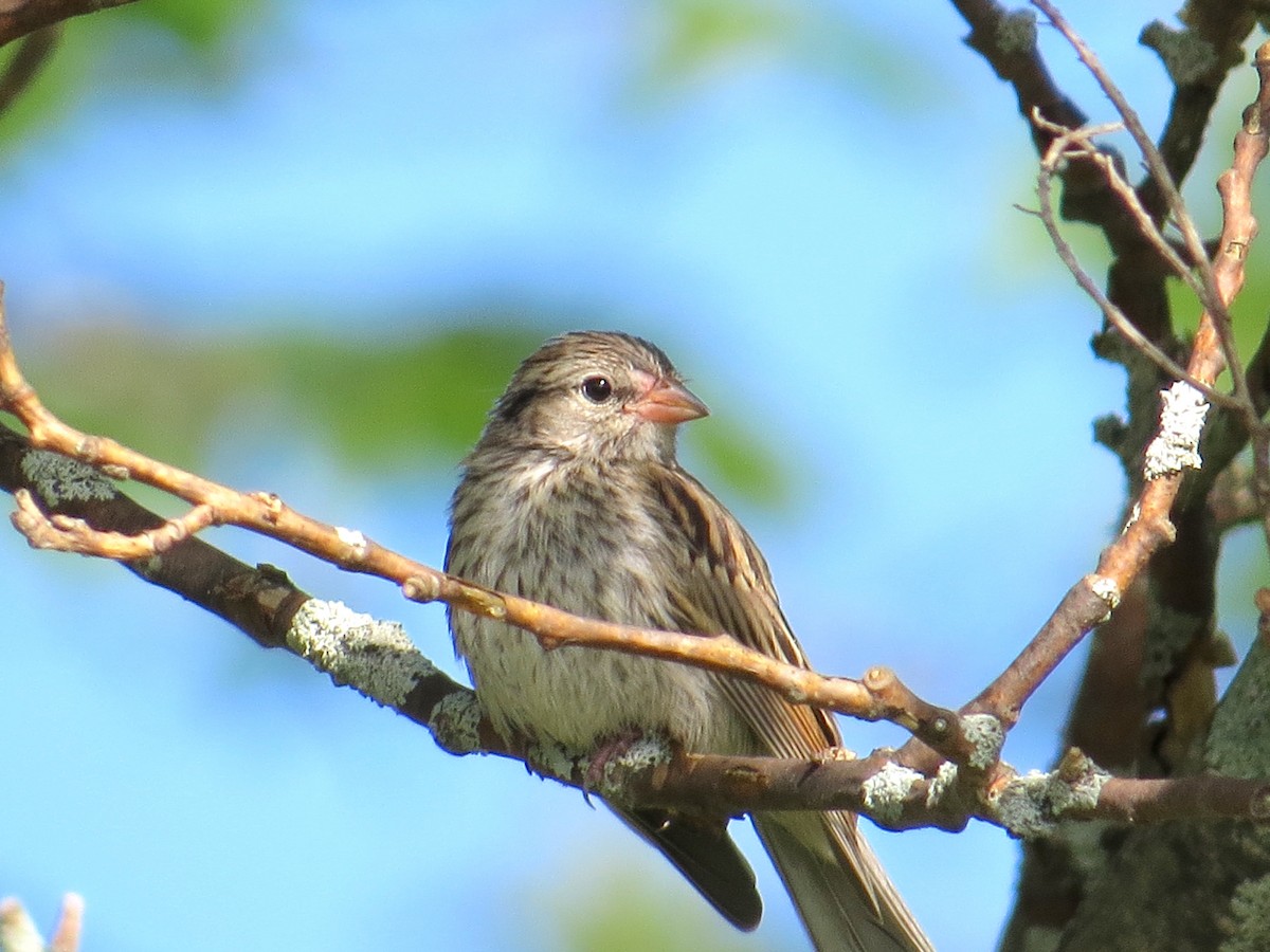 Chipping Sparrow - ML64560071