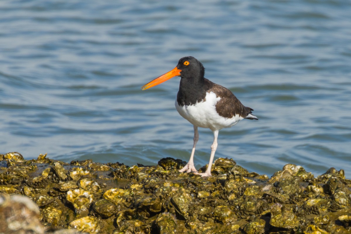 American Oystercatcher - ML645600719
