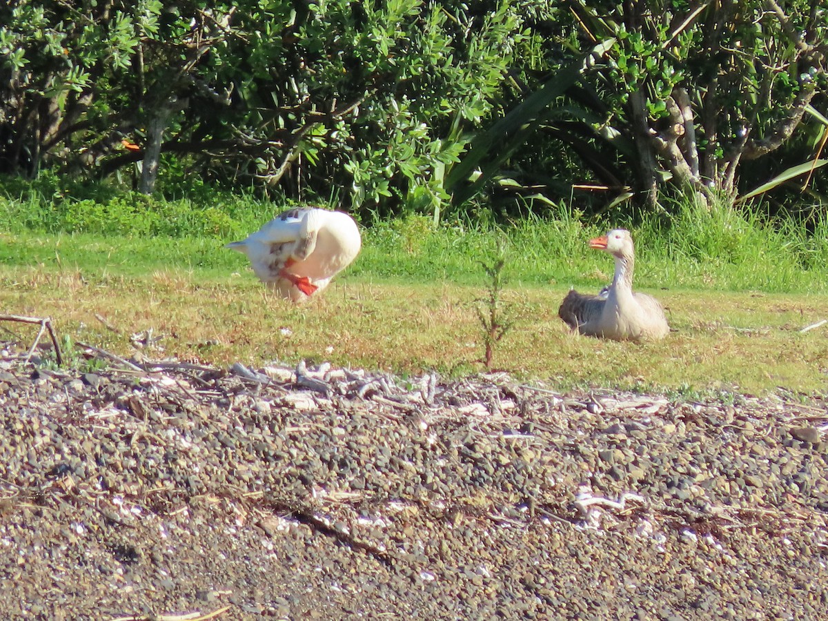 Graylag Goose (Domestic type) - ML645600722