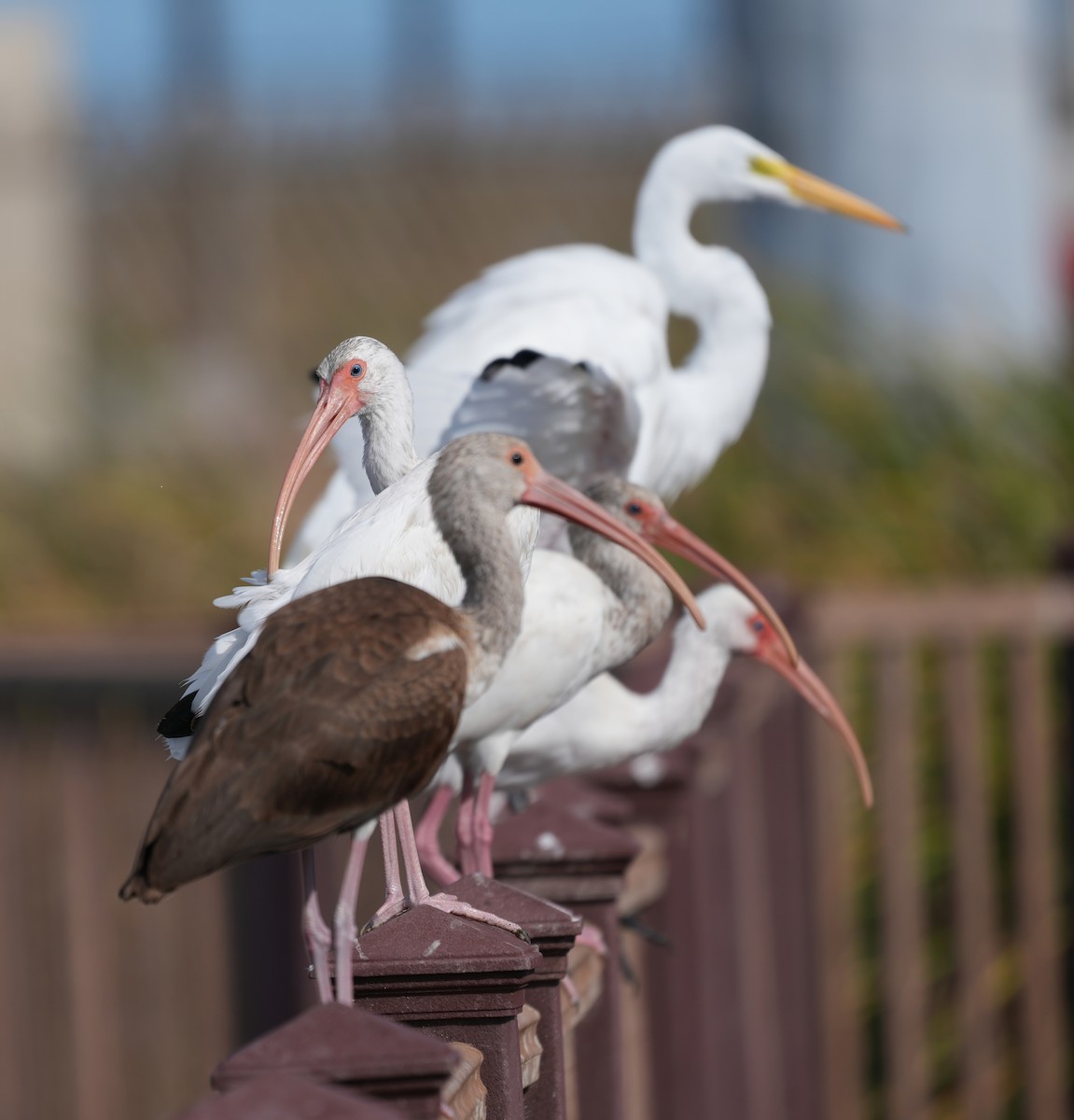 Белый ибис - ML645600724