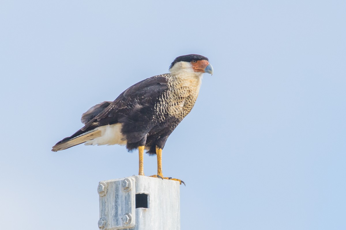 Crested Caracara - ML645600725