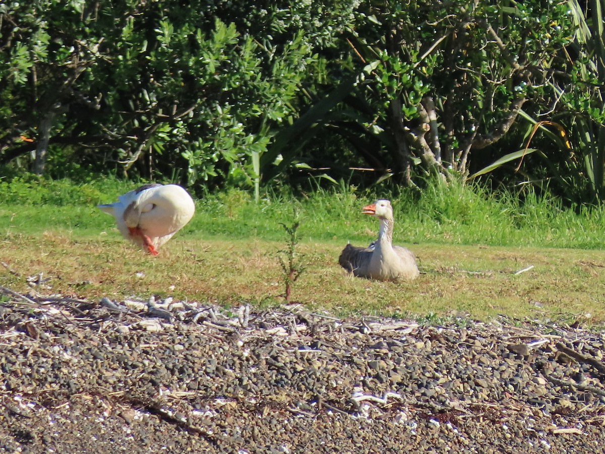 Graylag Goose (Domestic type) - ML645600731