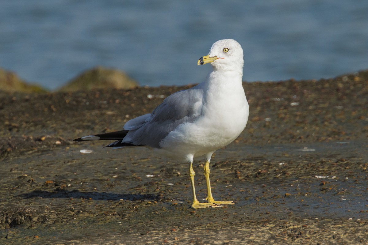 Ring-billed Gull - ML645600733