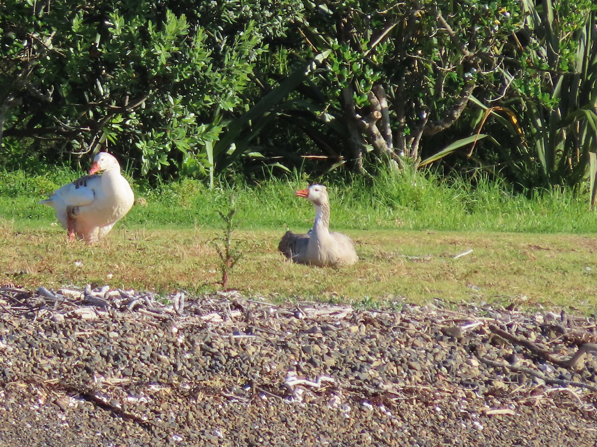 Graylag Goose (Domestic type) - ML645600738