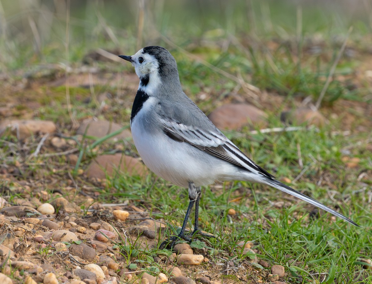 konipas bílý - ML645600739