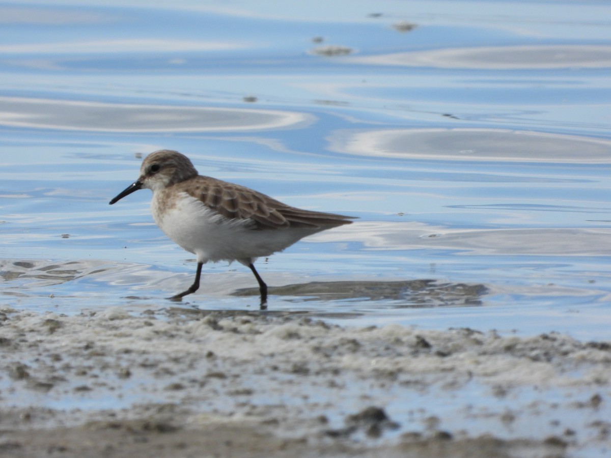 Одой элсэг - ML645600745