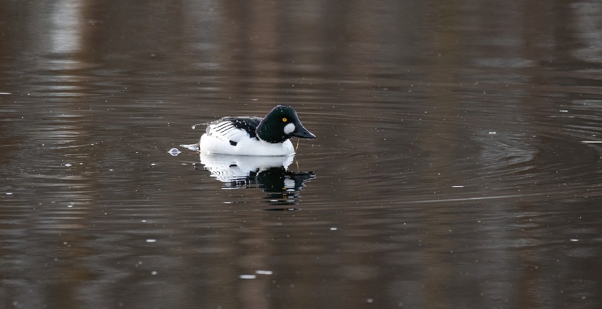 עבראש ירוק - ML645600756