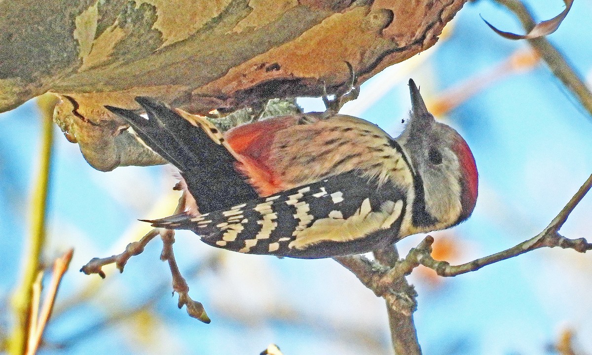 Middle Spotted Woodpecker - ML645600757