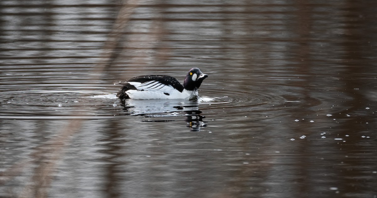 עבראש ירוק - ML645600759