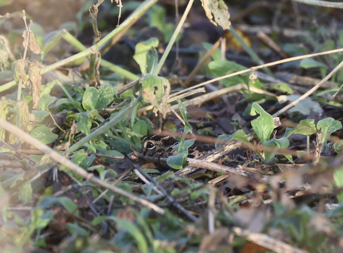 Eurasian Woodcock - ML645600761