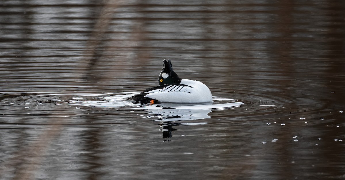 עבראש ירוק - ML645600762