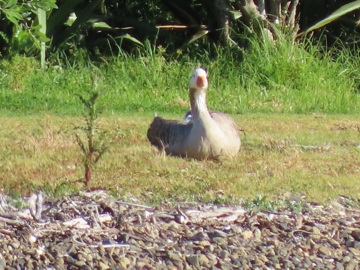 Graylag Goose (Domestic type) - ML645600763