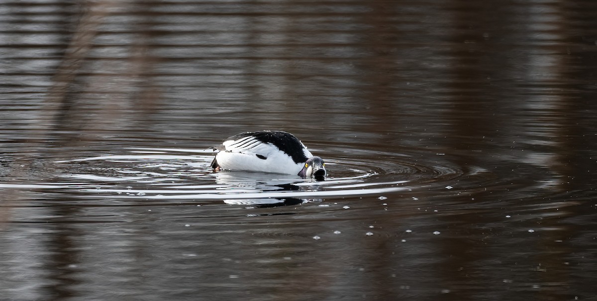 עבראש ירוק - ML645600764