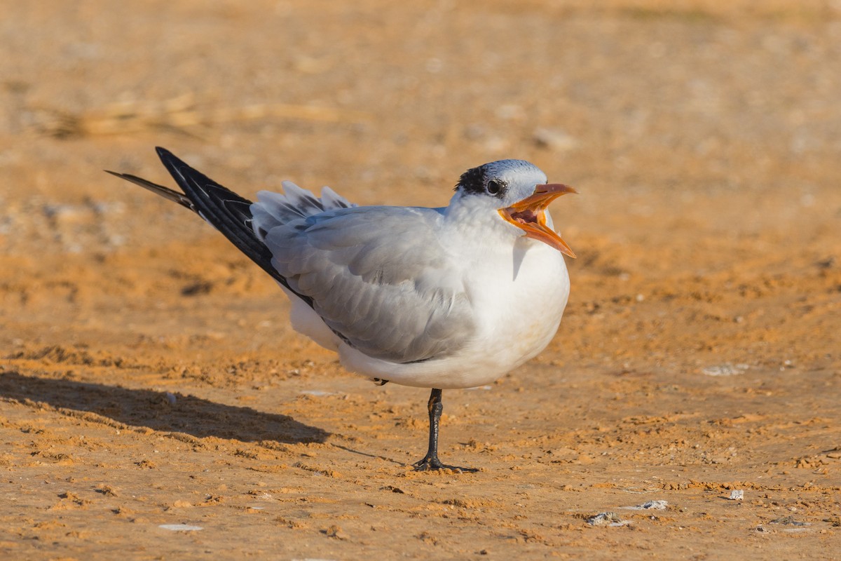 Royal Tern - ML645600766