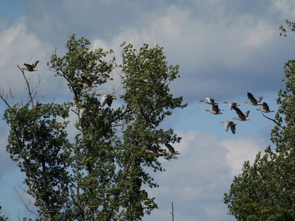 Graylag Goose - ML645600767