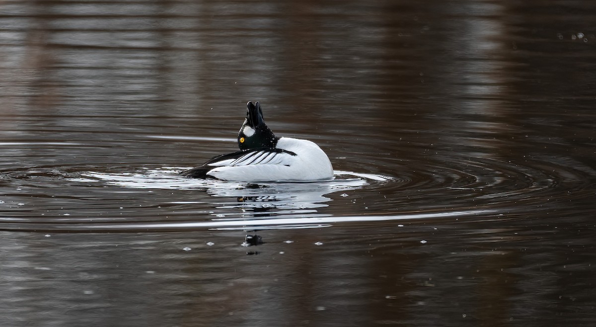 עבראש ירוק - ML645600768