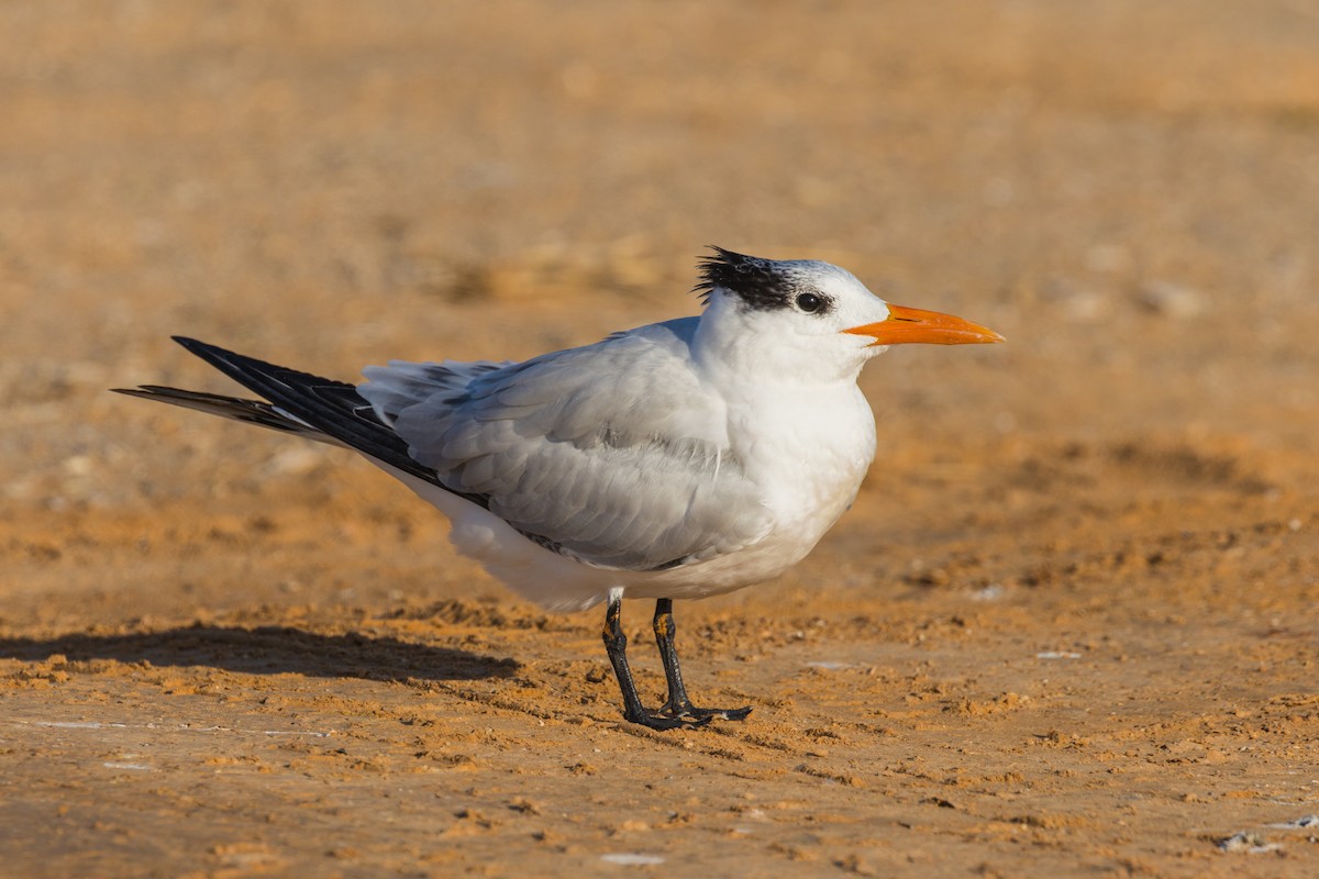 Royal Tern - ML645600769