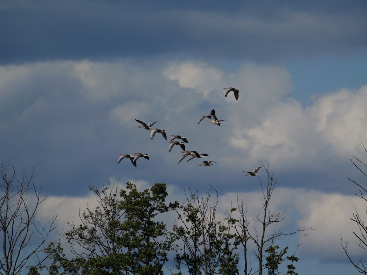 Graylag Goose - ML645600770