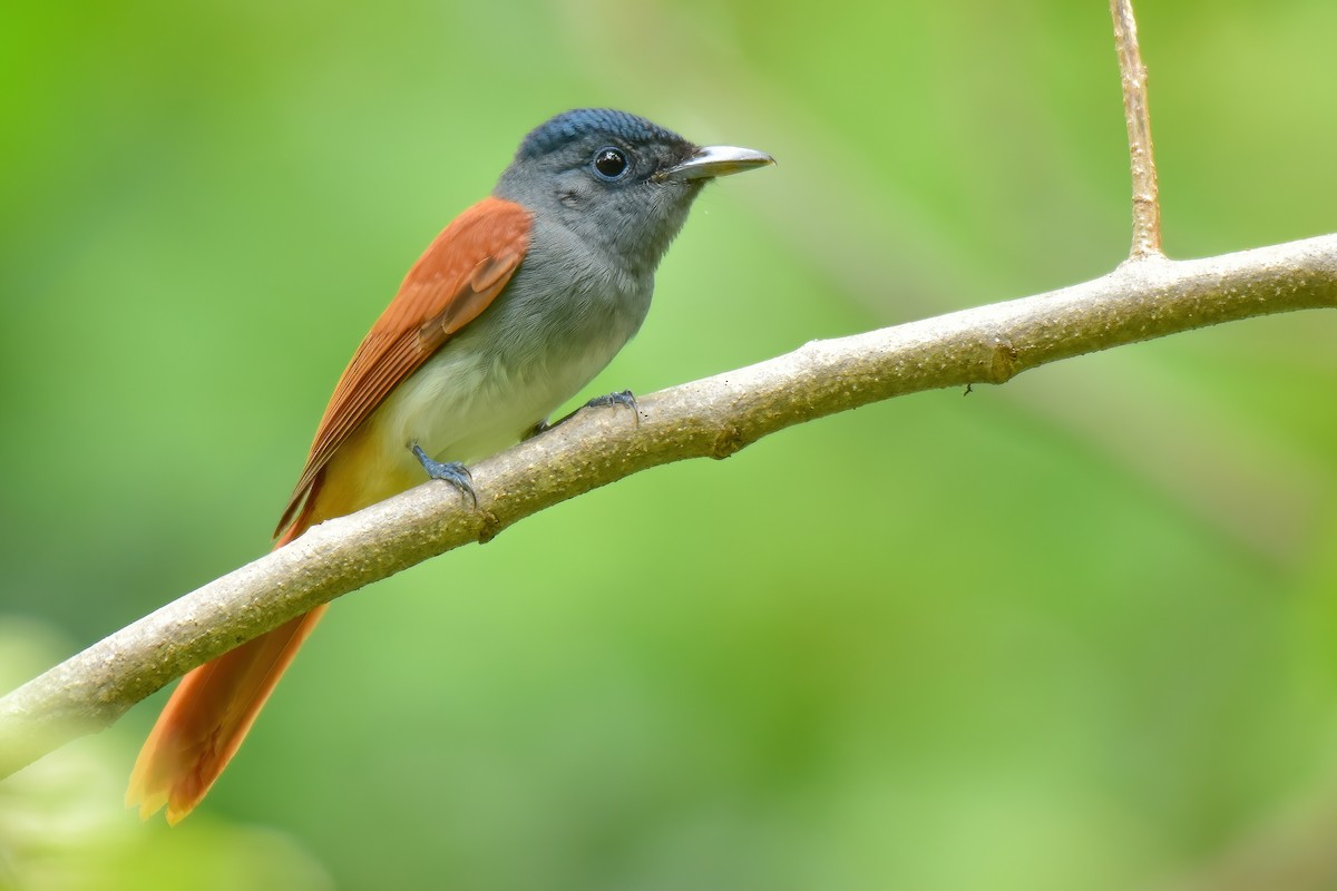 Индокитайская райская мухоловка - ML645600771