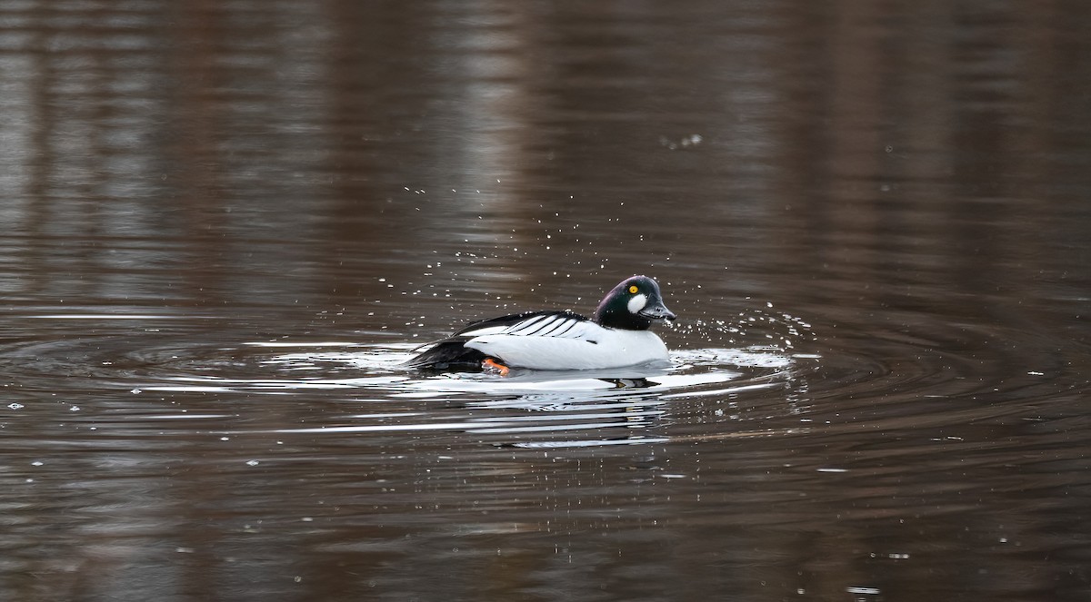עבראש ירוק - ML645600773