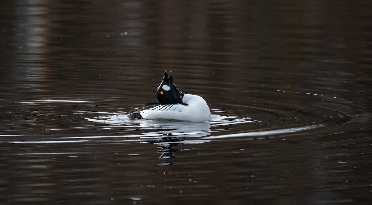 עבראש ירוק - ML645600775