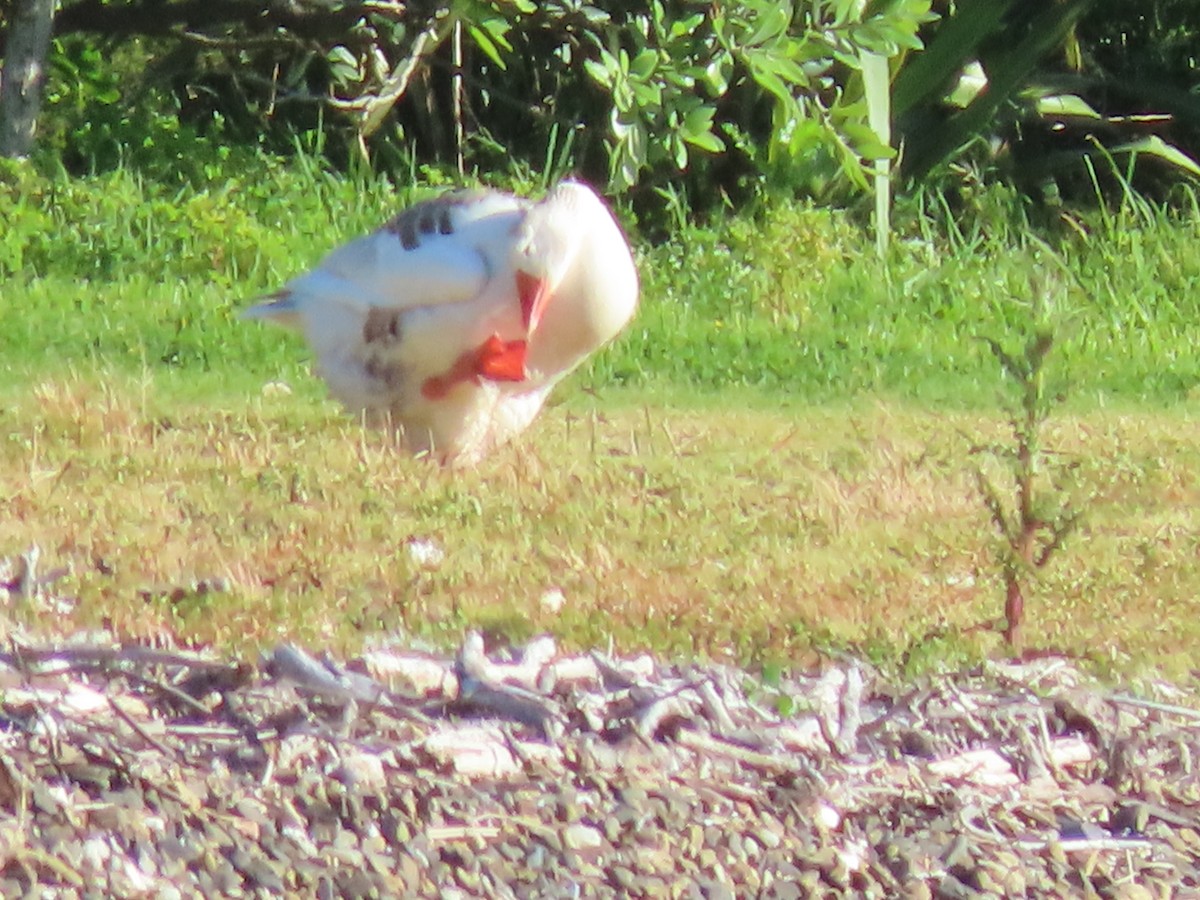 Graylag Goose (Domestic type) - ML645600778