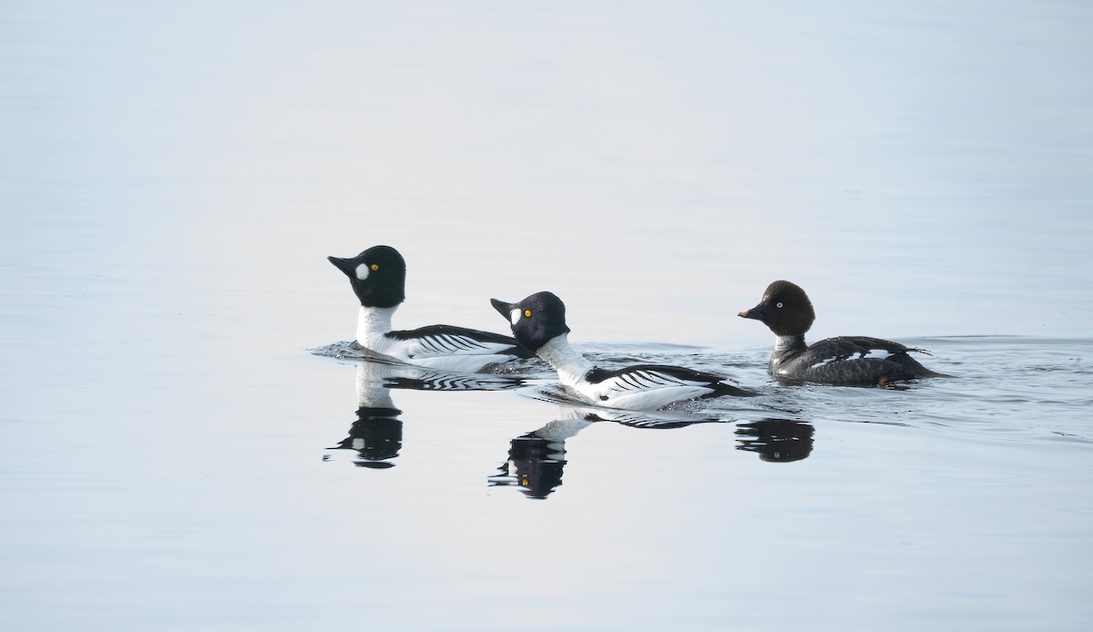 עבראש ירוק - ML645600779