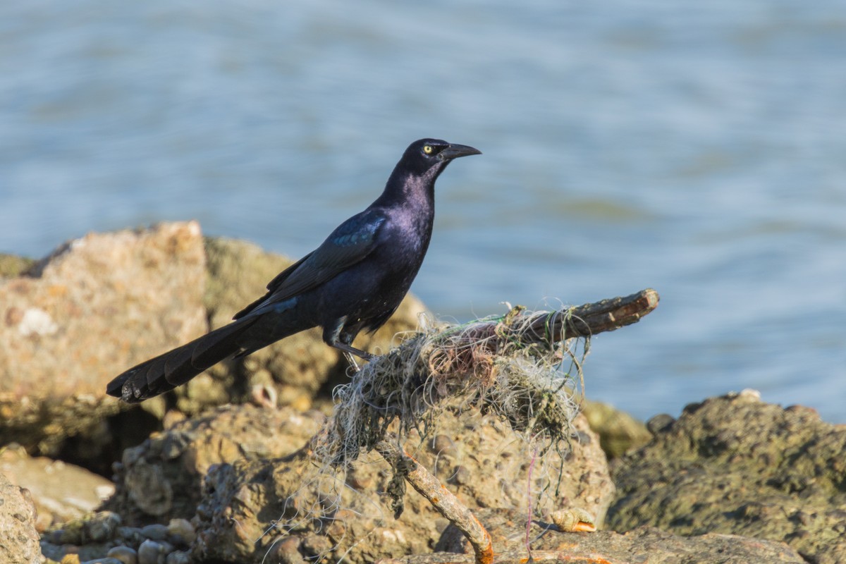Great-tailed Grackle - ML645600781
