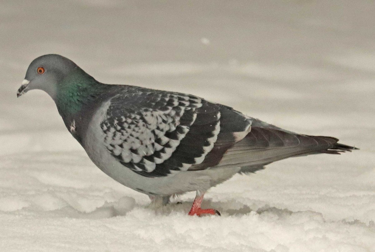 Хөхвөр тагтаа (суурин газрын) - ML645600790