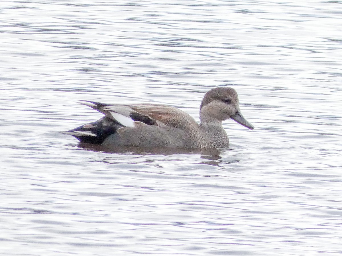 Gadwall - ML645600791