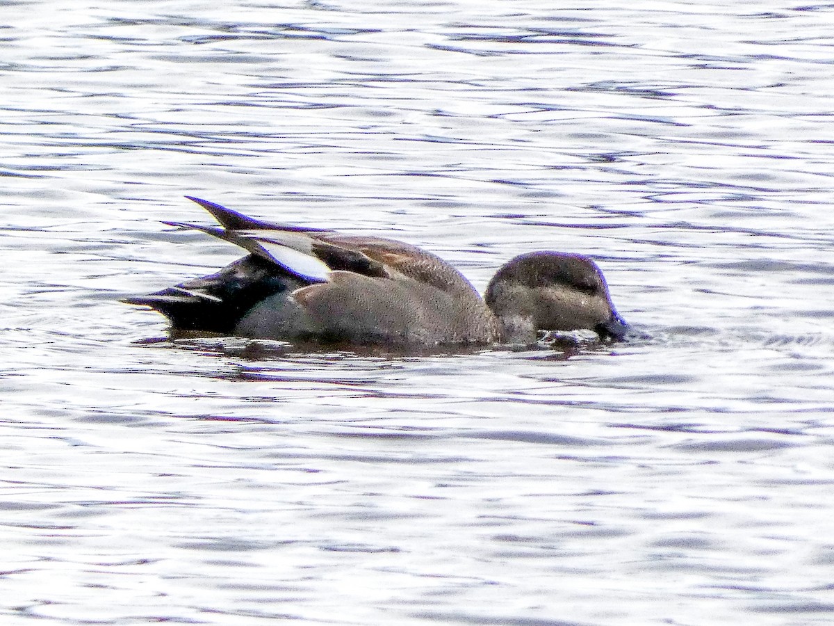 Gadwall - ML645600792