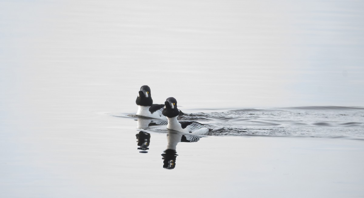 עבראש ירוק - ML645600793