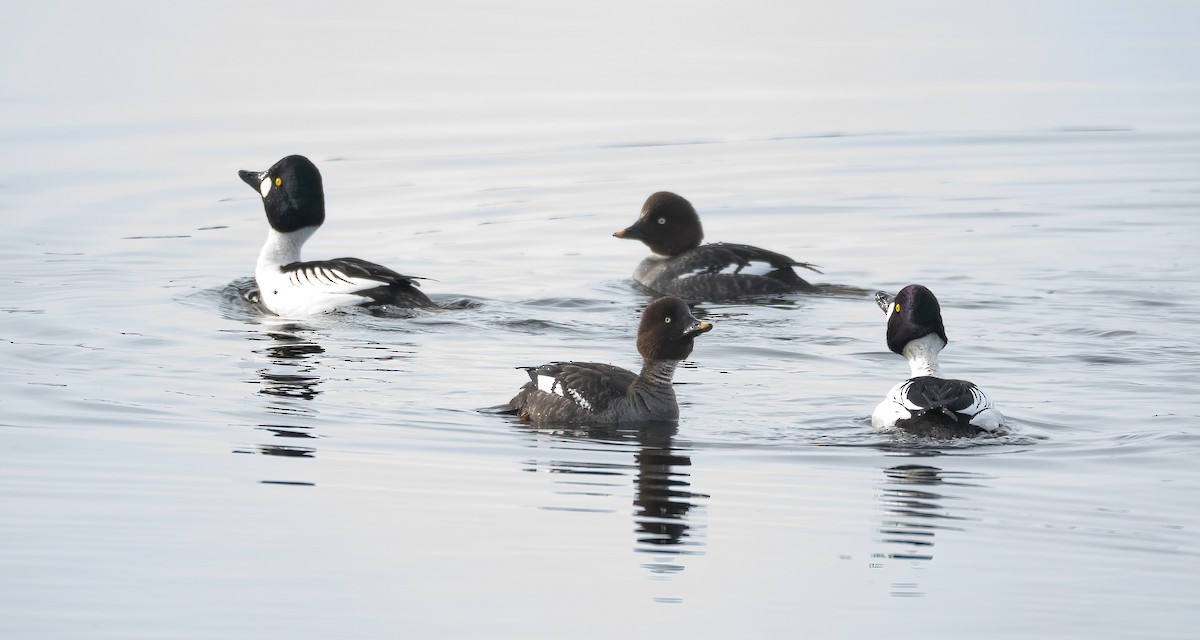 עבראש ירוק - ML645600796