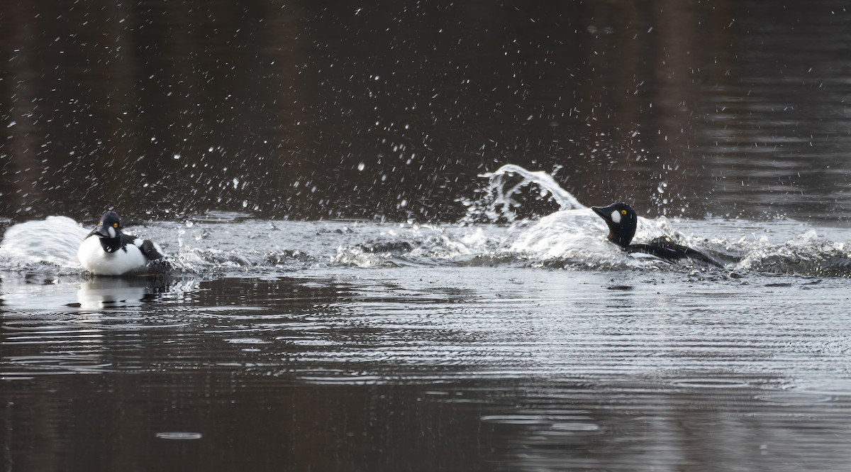 עבראש ירוק - ML645600797