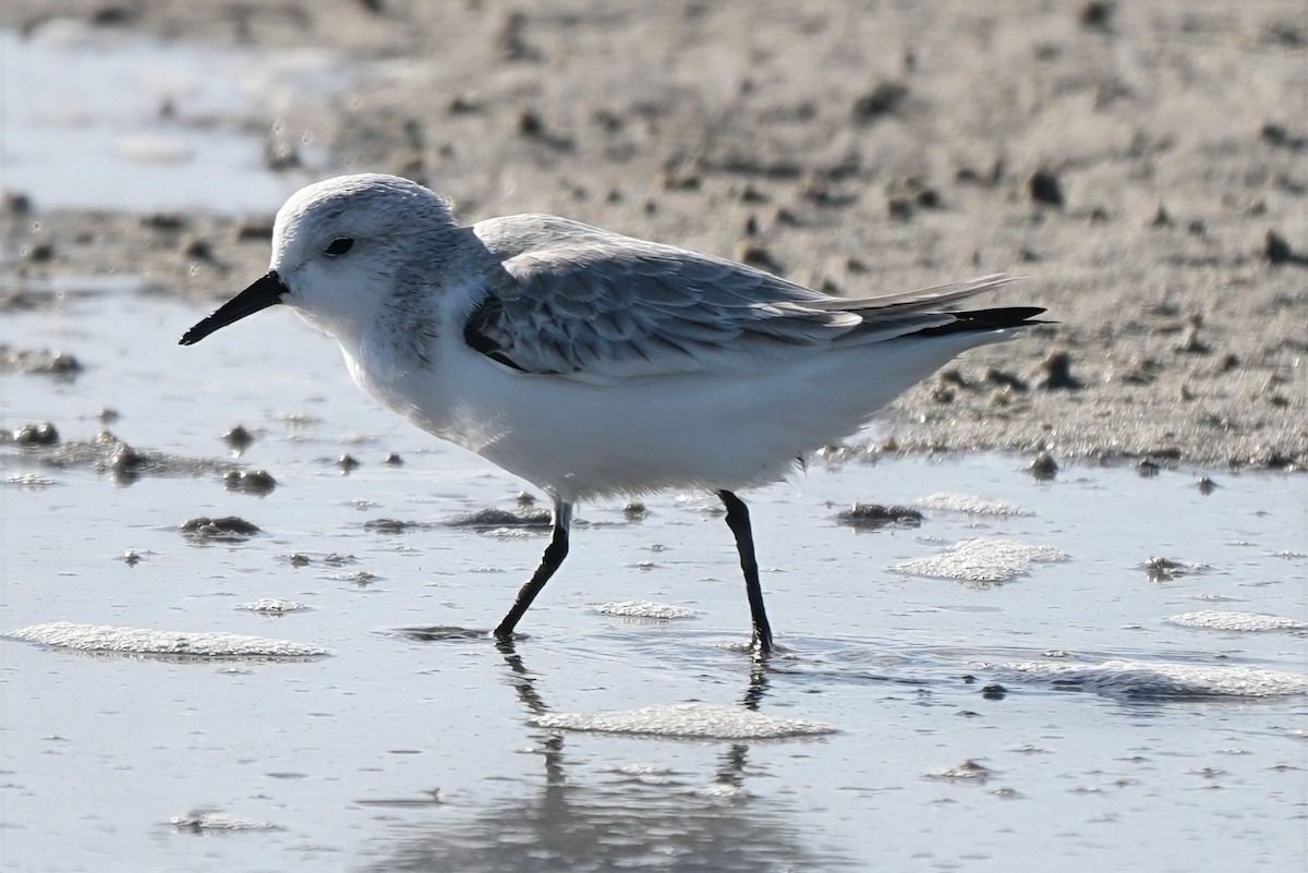 Txirri zuria - ML645600798