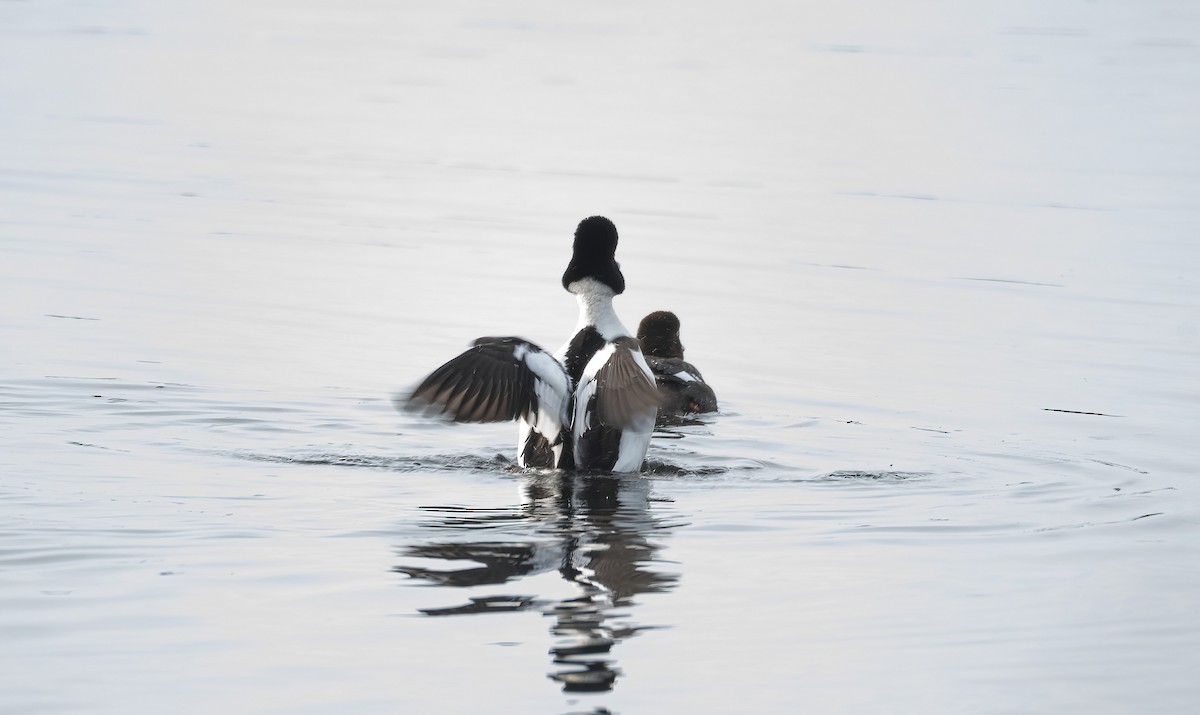 עבראש ירוק - ML645600799