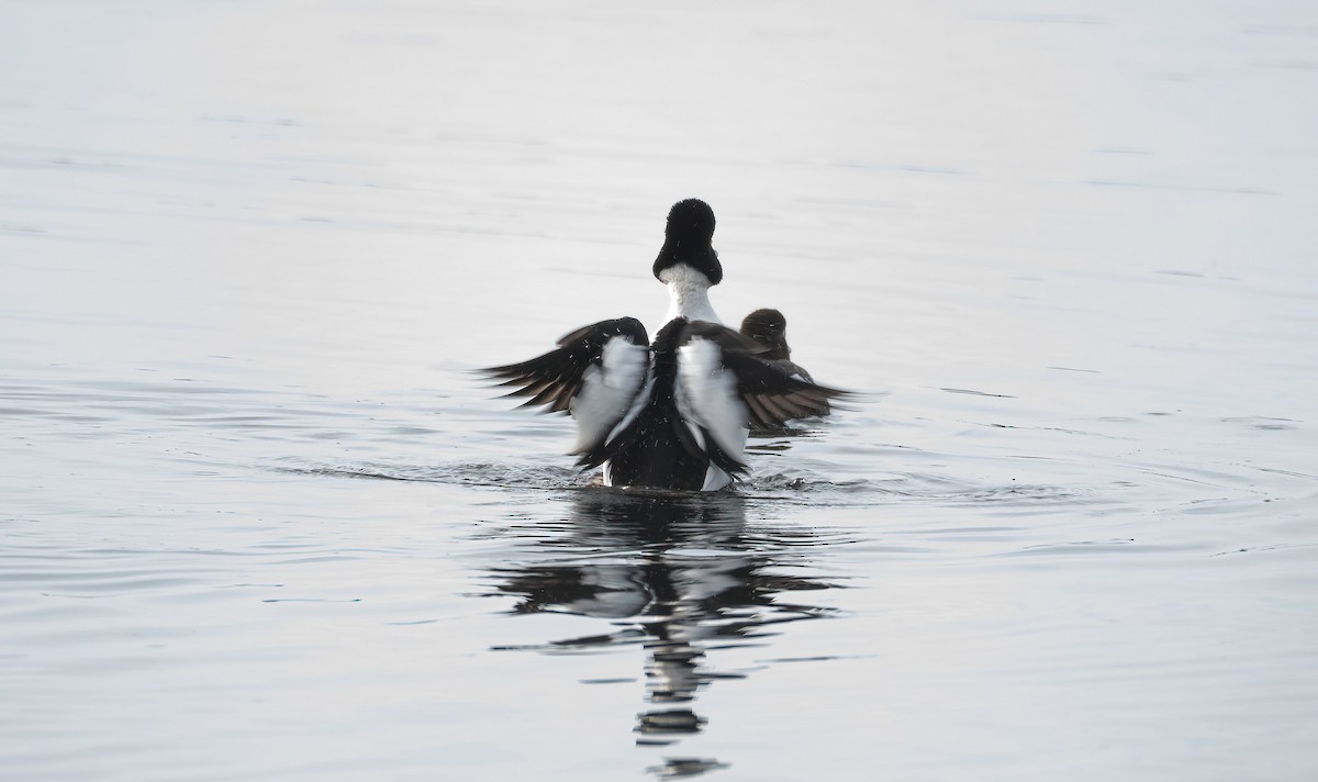 עבראש ירוק - ML645600802